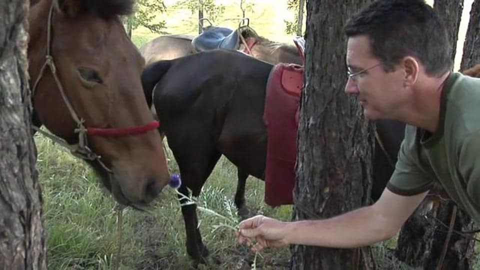 Mongolia: Mongolian Horses