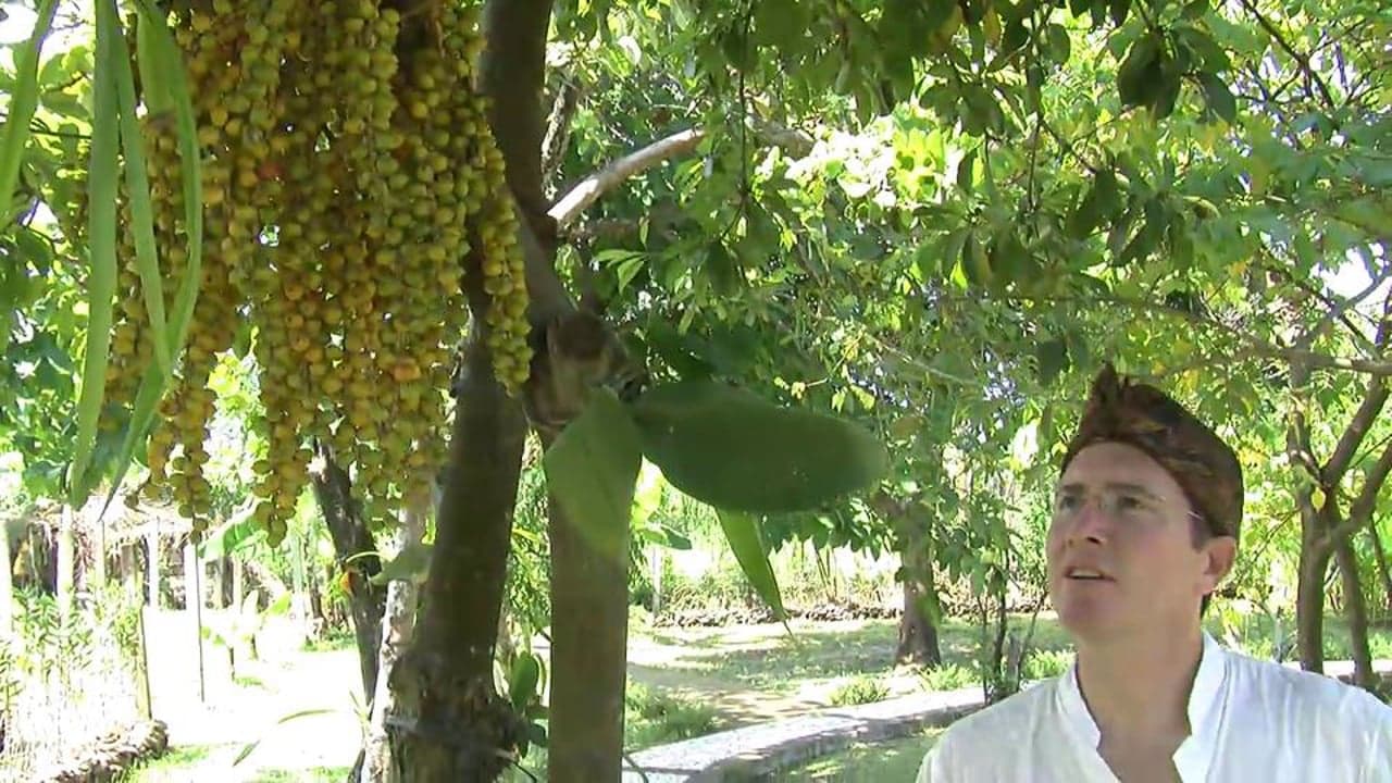 Bali: Luwak Coffee