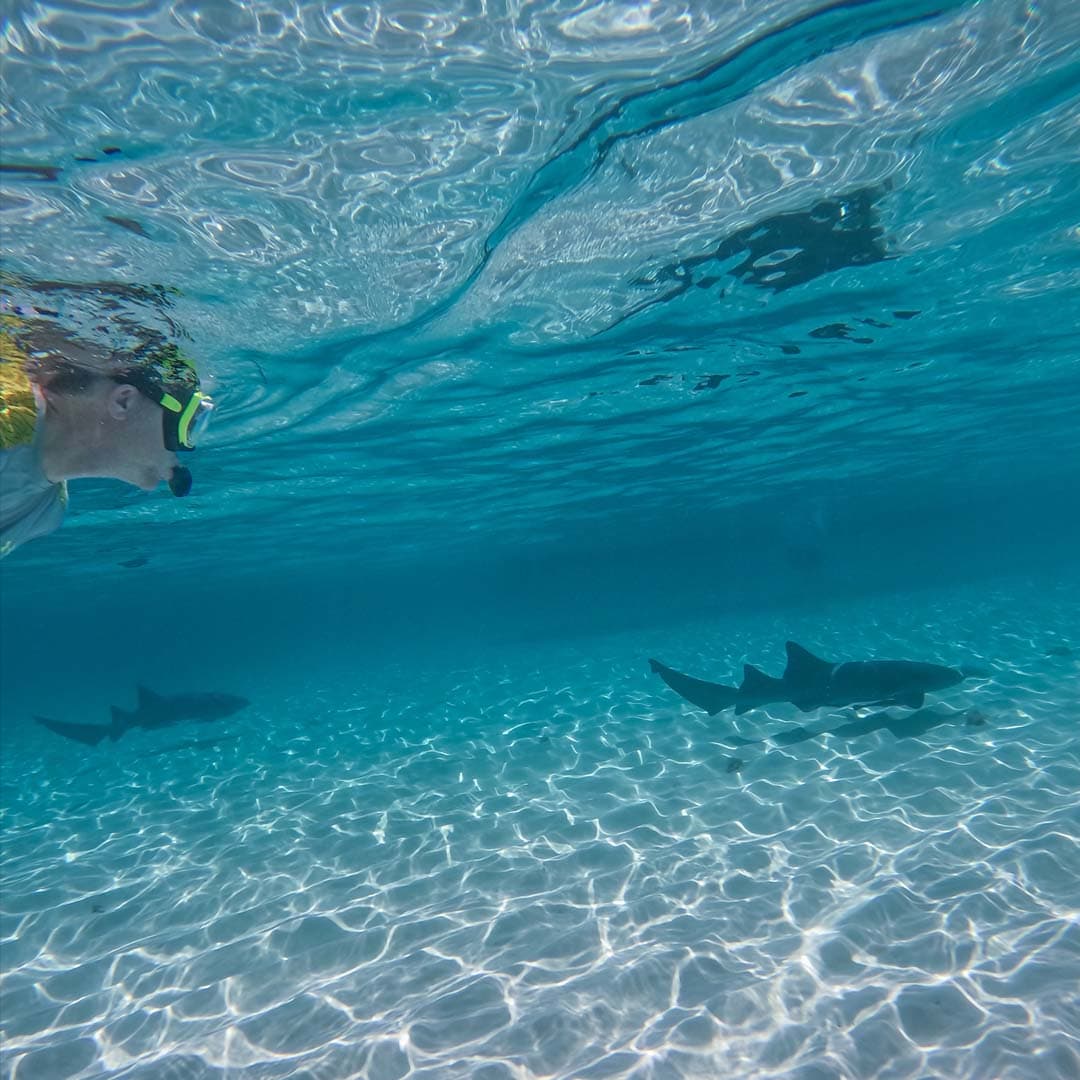 Honduras: Roatán Nurse Shark Encounter