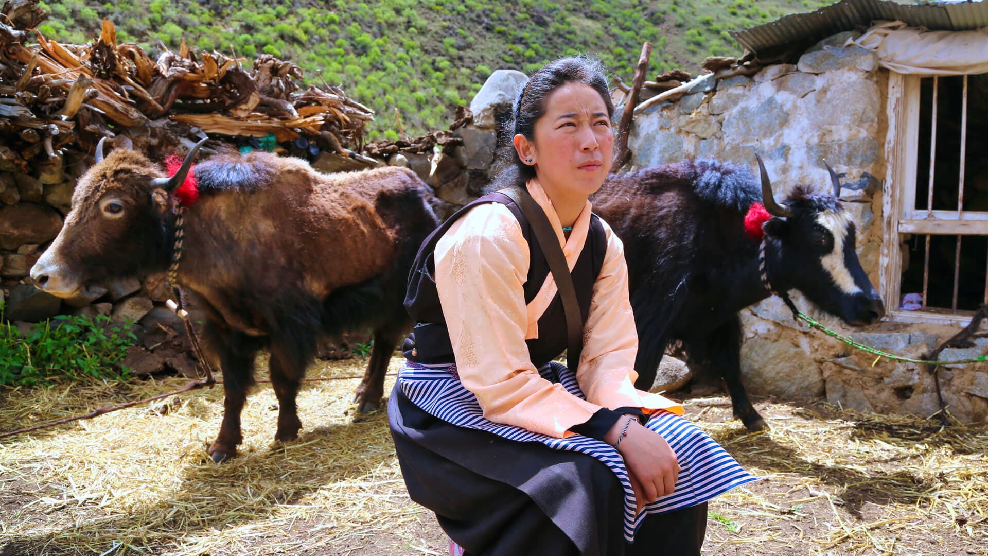 Tibet: Deaf Yak Farmer